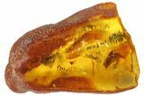 Detailed Fossil Caddisfly (Trichoptera) In Baltic Amber #128332-1